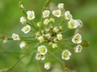 ナズナ〔薺〕の花（写真）