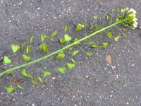 ナズナ〔薺〕の花（写真）