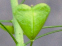 ナズナ〔薺〕の花（写真）