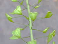 写真「ナズナ〔薺〕の花」