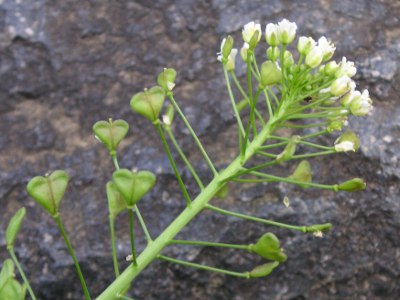 ナズナ〔薺〕の花（写真）