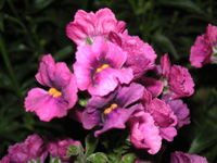 写真「ネメシアの花」