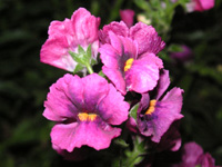 写真「ネメシアの花」