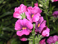 写真「ネメシアの花」
