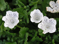 ネモフィラの花（写真）