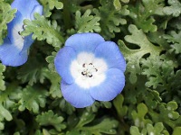 ネモフィラの花（写真）