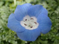 ネモフィラの花（写真）