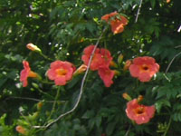 写真「ノウゼンカズラ〔凌霄花〕の花」