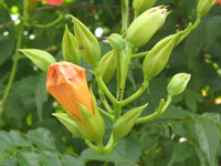 写真「ノウゼンカズラ〔凌霄花〕の花」