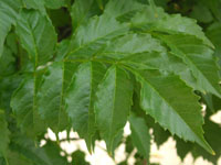 写真「ノウゼンカズラ〔凌霄花〕の葉」