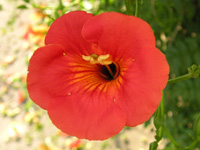 写真「ノウゼンカズラ〔凌霄花〕の花」