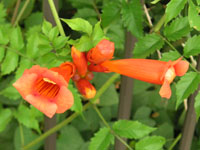 写真「アメリカノウゼンカズラの花」