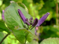 オオアラセイトウ〔大紫羅欄花〕の花（写真）