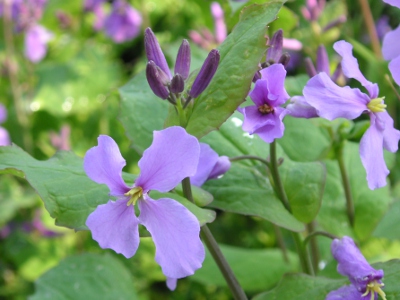 オオアラセイトウ〔大紫羅欄花〕の花（写真）