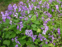 オオアラセイトウ〔大紫羅欄花〕の花（写真）