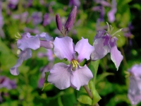 オオアラセイトウ〔大紫羅欄花〕の花（写真）