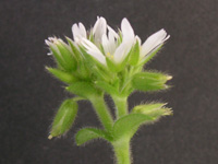 オランダミミナグサ〔和蘭耳菜草〕の花
