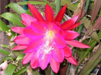 クジャクサボテン〔孔雀サボテン〕の花（写真）