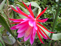 クジャクサボテン〔孔雀サボテン〕の花（写真）