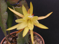 クジャクサボテン〔孔雀サボテン〕の花（写真）