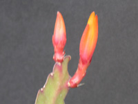 クジャクサボテン〔孔雀サボテン〕の花（写真）