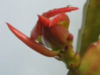 クジャクサボテン〔孔雀サボテン〕の花（写真）