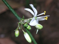 オリヅルラン〔折鶴蘭〕の花（写真）