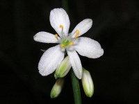 オリヅルラン〔折鶴蘭〕の花（写真）