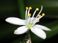 写真「オリヅルラン〔折鶴蘭〕の花」