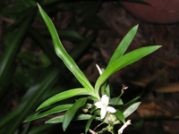 写真「オリヅルラン〔折鶴蘭〕」