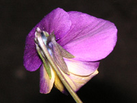 ビオラの花（写真）