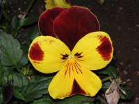 ビオラの花（写真）