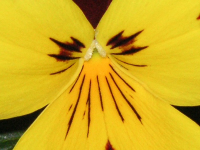 ビオラの花（写真）