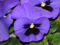 ビオラの花（写真）