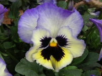 ビオラの花（写真）