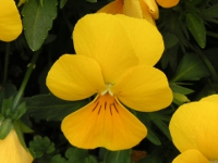 ビオラの花（写真）