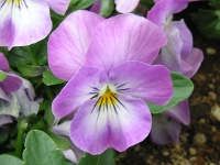 ビオラの花（写真）