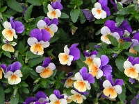 ビオラの花（写真）