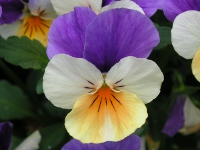 ビオラの花（写真）