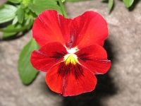 ビオラの花（写真）