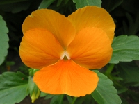 ビオラの花（写真）