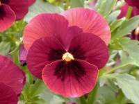 ビオラの花（写真）