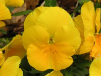 ビオラの花（写真）