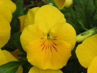 ビオラの花（写真）