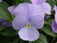 ビオラの花（写真）