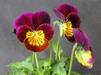 ビオラの花（写真）