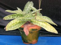 パフィオペディルムの花（写真）