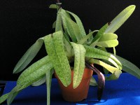 パフィオペディルムの花（写真）