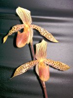 パフィオペディルムの花（写真）