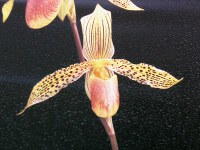 パフィオペディルムの花（写真）